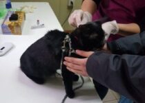 WhatsApp-Image-2020-06-26-at-15.02.59-900x1200-1-350x250