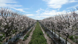 ALMENDROS EN BULNES