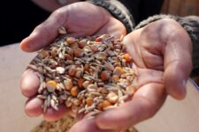 patrimonio-alimentario