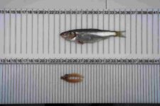 gonadas 2-compressed