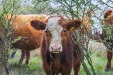 Predio Fabián Corvalán en Retiro (4)-compressed