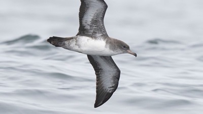 29-05-2026-Fardela-1536x864