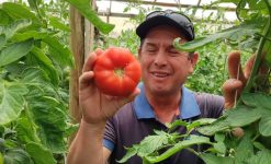 domingo-machuca-productor-nancagua-1 (1)-compressed