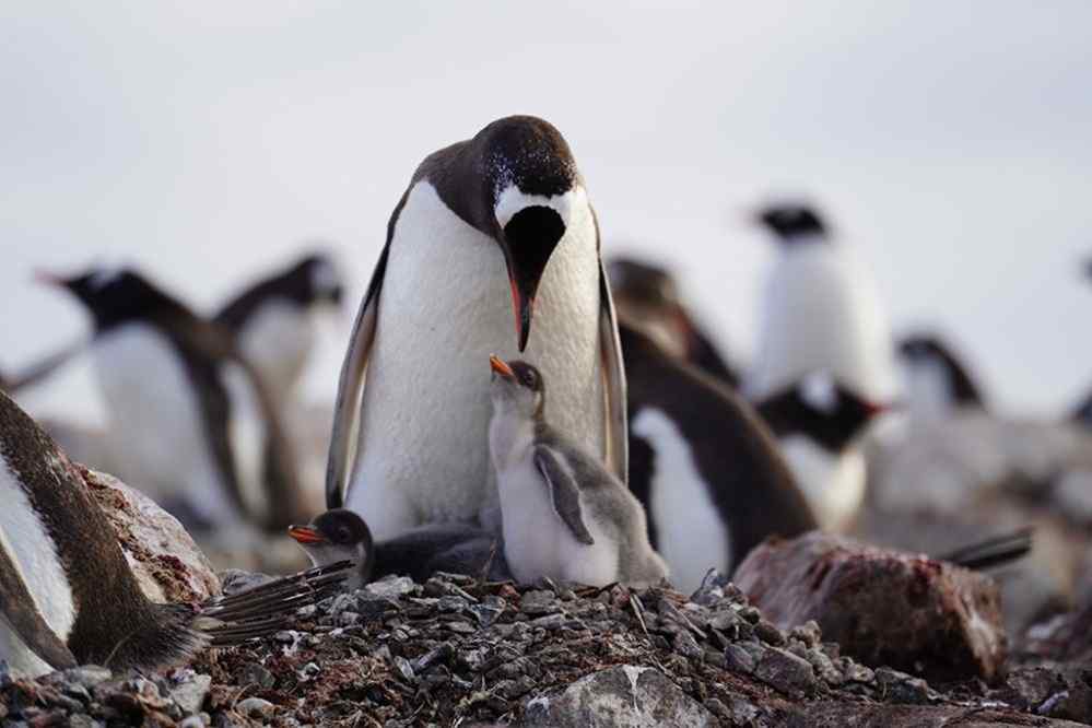 El ADN de los Pingüinos-5-L-compressed