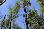 Bosques-compressed