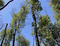 Bosques-compressed