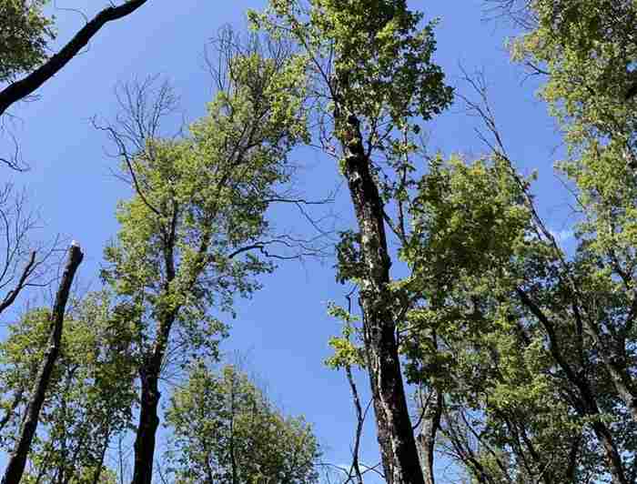 Bosques-compressed