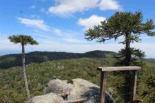 bosque de araucarias-compressed